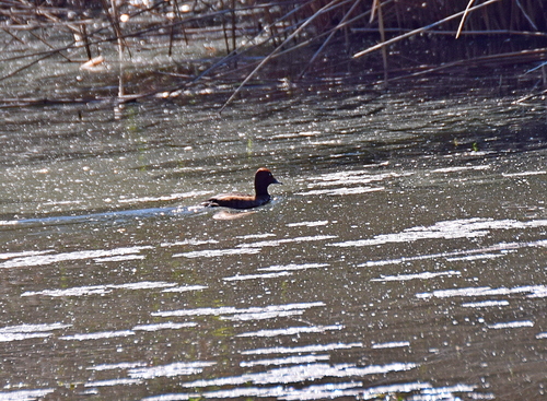 Ferruginous Duck