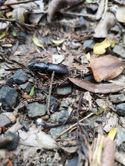 Mecodema crenaticolle
