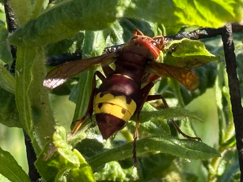 Oriental Hornet