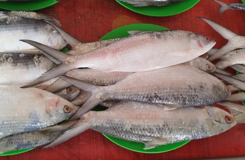 Longtail shad (Tenualosa macrura) — Clupeidae — 2