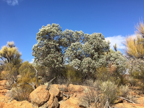 Eucalyptus educta · iNaturalist