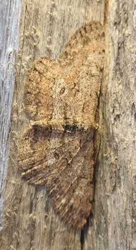 Pale Oak Beauty