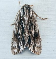 Acronicta edolata