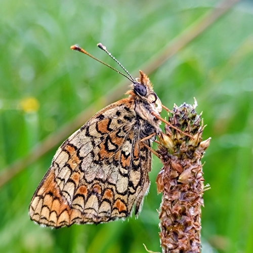 Knapweed Fritillary