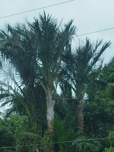 Sago Palm