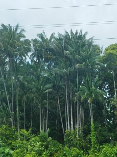 Nibong Palm