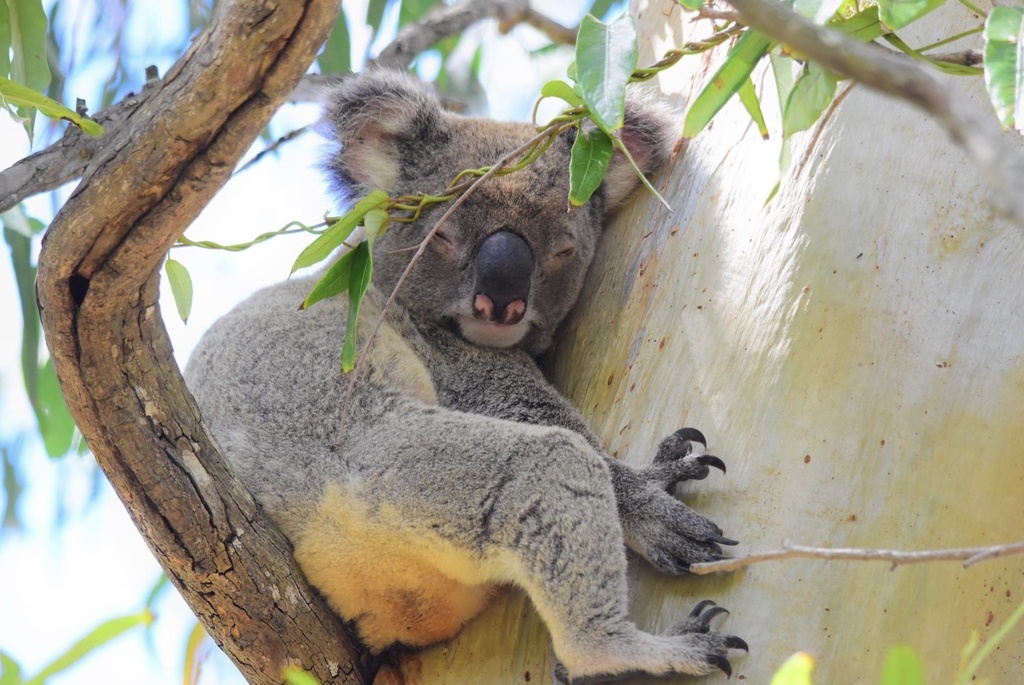 Koala from Coombabah Lakes Conservation Park, Arundel, QLD, AU on April ...