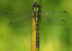 Ophiogomphus anomalus