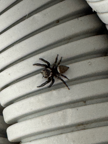 Mediterranean white-banded spider