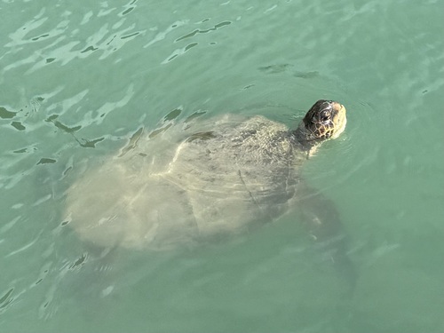 Green Sea Turtle observed by antshrike69