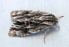Acronicta edolata