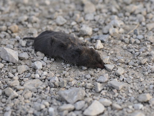 Northern Short-tailed Shrew observed by severalfoxes