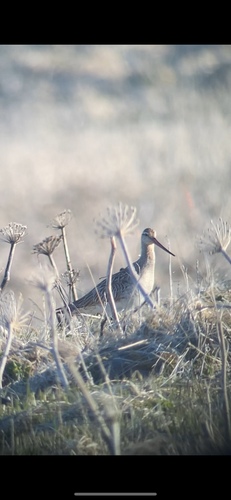 iNaturalist image