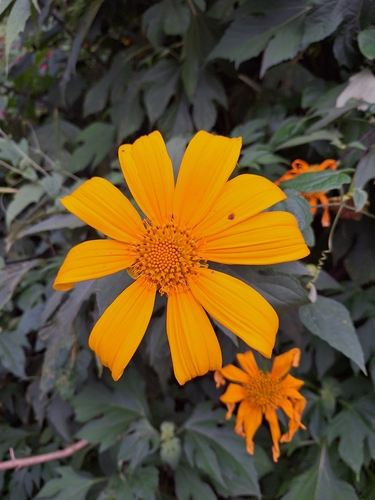Mexican sunflower