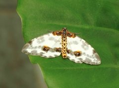 Abraxas amicula-illuminata