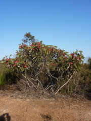 Eucalyptus tetraptera