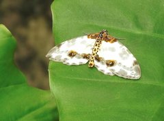 Abraxas amicula-illuminata