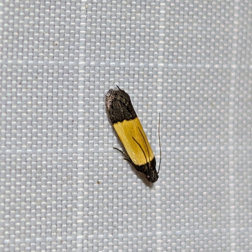 Coverdale's Anacampsis Moth photo 5