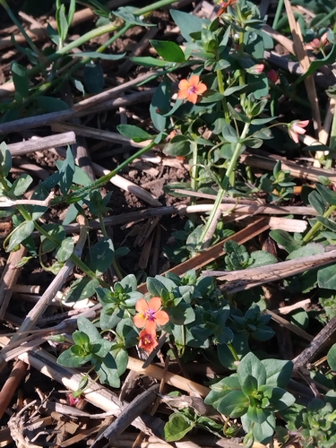 scarlet pimpernel