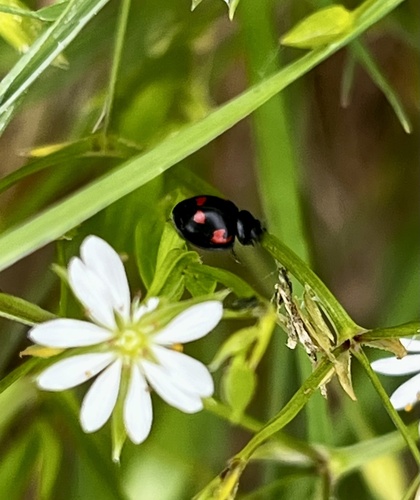 Pine Ladybird