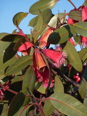 Eucalyptus tetraptera
