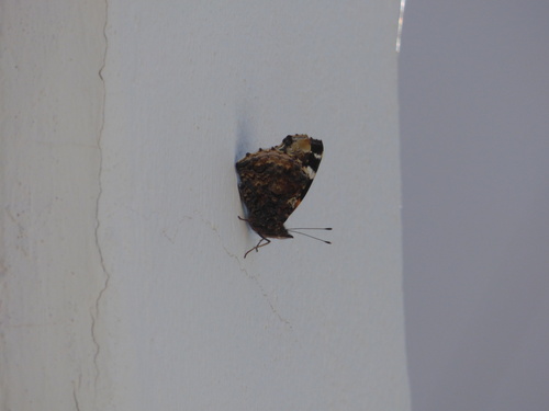 Red Admiral