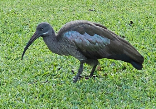 iNaturalist image