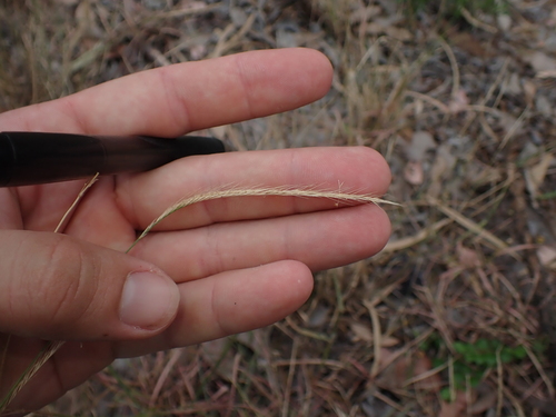 Enteropogon unispiceus observed 2026-05-19