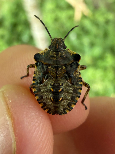 Forest Bug