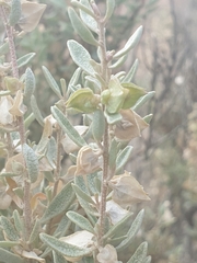 Atriplex paludosa