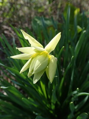 Narcissus