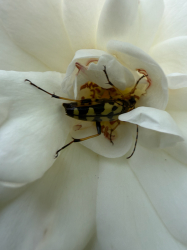 Spotted Longhorn Beetle