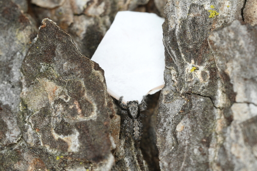 California Flattened Jumping Spider