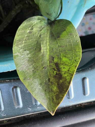 European Water-plantain