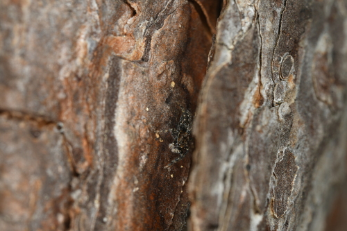 California Flattened Jumping Spider
