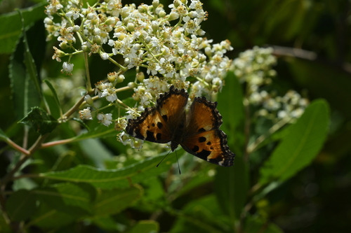 California Tortoiseshell