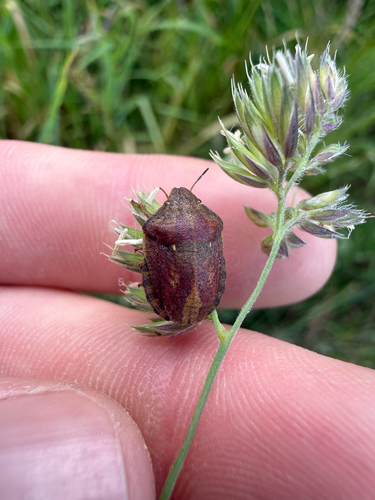 Tortoise Bug