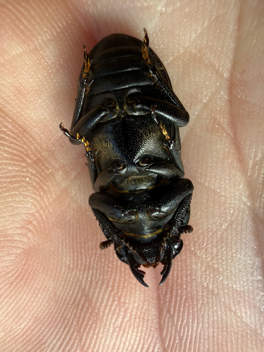 Lesser Stag Beetle