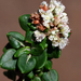 Eriogonum parvifolium - Photo (c) jrebman, μερικά δικαιώματα διατηρούνται (CC BY-NC), uploaded by jrebman