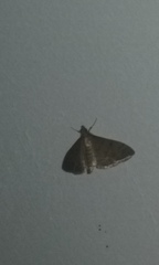 Lepidoptera