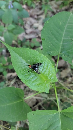 Prosthiochaeta bifasciata