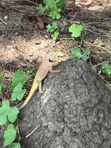 Calotes thailandensis