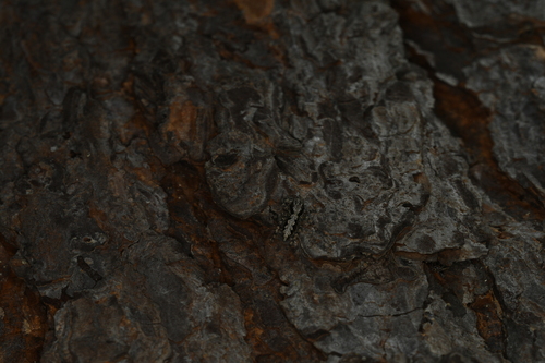 California Flattened Jumping Spider