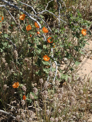 Sphaeralcea coulteri