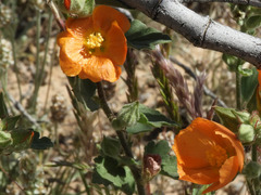 Sphaeralcea coulteri