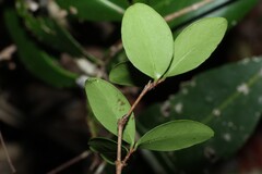 Eugenia reinwardtiana, photograph (c) Greg Tasney, some rights reserved (CC BY-SA)