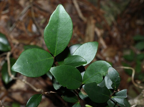 Eugenia reinwardtiana, photograph 4