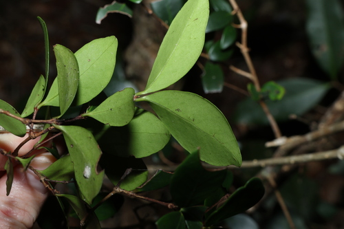 Eugenia reinwardtiana, photograph 5