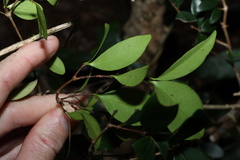 Eugenia reinwardtiana, photograph (c) Greg Tasney, some rights reserved (CC BY-SA)