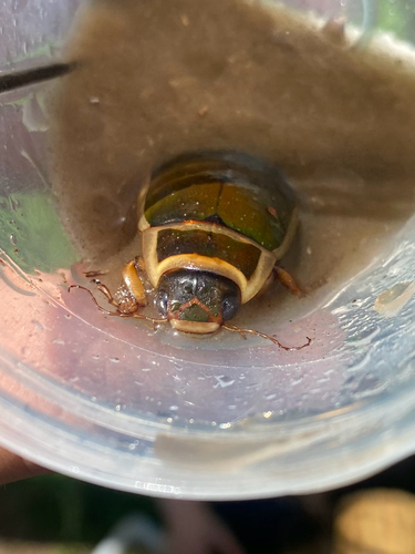 Great Diving Beetle, Nieuwe Keijenbergseweg, Renkum, Gelderland, NL, photo 8 of 10
